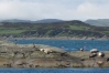 Shags and seals sunbathing in Loch Craignish. � Ben Norman.